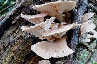 oyster mushroom