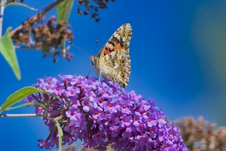 Butterflies