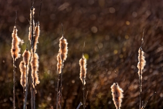 peat bog