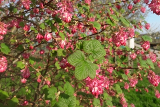 Flowering current