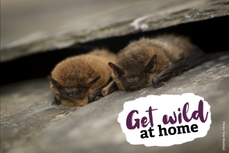 Bat