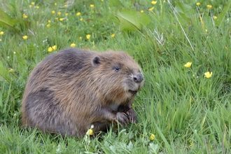 Beaver