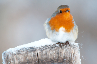 Robin 