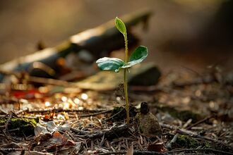 Sapling growing