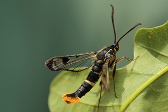 Welsh clear wing