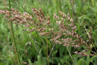 Creeping bent with grass background