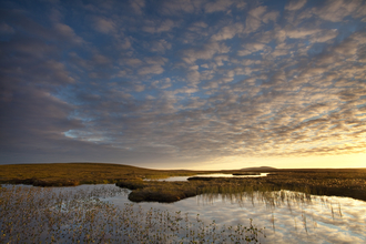 A peatland