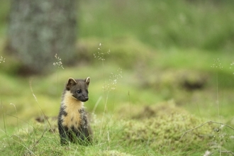 A pine martin in woodland 