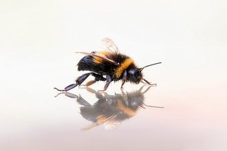 black and yellow bee