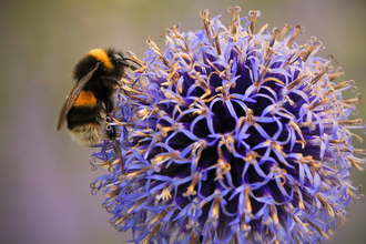 A buff tailed bumblebee sits on a flower head