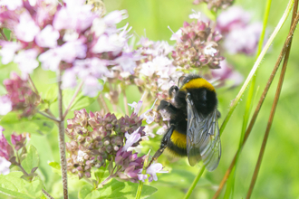 A bumble bee hangs from a marjoram flower