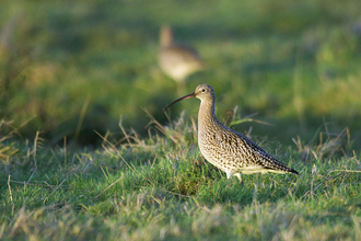 A curlew stands in a grassy field. Photo by John Bridges.