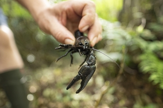 A white clawed crayfish being held by a person with greenery in the background