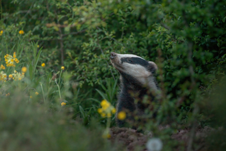 Badger Sniffing - @TOM.ELLIS