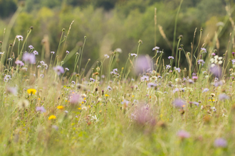 Chalk meadow grassland with mix of wildflowers including field scabious, dandelion, yarrow and thistle