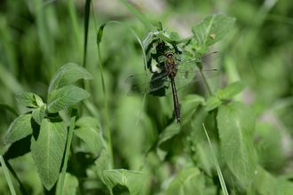 A downy emerald dragonfly perched on pondside vegetation
