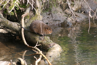 Water vole -Nick Mott