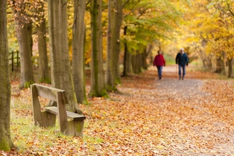 A couple walking along a leaf lined avenue of trees with golden autumnal colours 