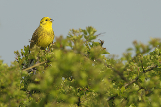 A bright yellow bird perched in a bright green bush or tree