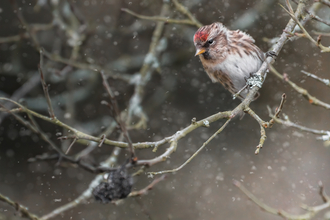 A redpoll on a branch, snowing