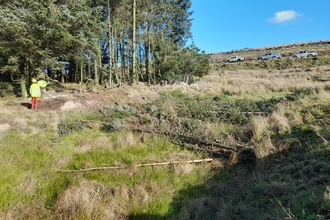 A landscape image of a moorland habitat with tall trees to the left and a large tree in a brook channel s