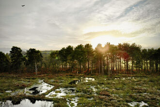 A sunset scene of a wet bog, bordered by pine trees
