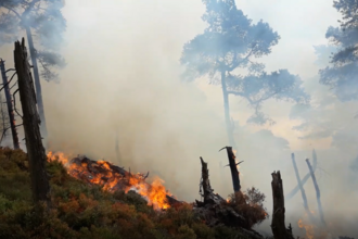 A fire burns in a wooded area. 