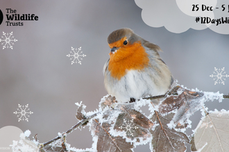 A robin perches on a snowy bramble