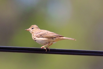 A tree pipit perched on a wire