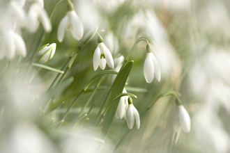 John Hawkins - Snow drops