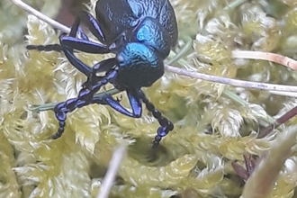 A shiny black oil beetle crawls over moss on heathland 