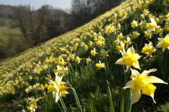 Daffodils