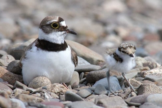 A Little ringed plover and it's chick sit in a ground nest with an egg that looks like a pebble