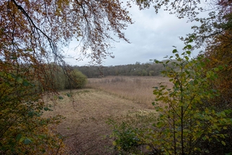 A reed bed surrounded by trees with foliage framing the shot