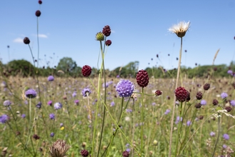 A meadow with long grass and a variety of flowers and colours with a bright blue sky