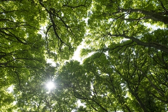 A lush green tree canopy looking up towards the sky, a sunburst peaks through the leaves