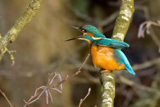 A bright blue and orange bird sits on a branch with it's beak wide open