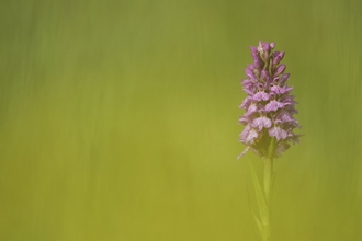 A common spotted orchid. It's a tall tower of bright pink flowers, frowing from a sturdy green stem