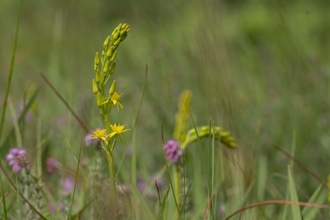 An image of bog asphodel about to bloom