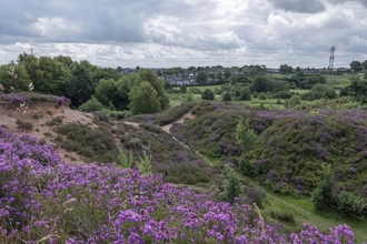 A purple covering of heather in the foreground with a steep sandy valley with grass and other heathland plants, trees in the distance along with a pylon and houses, an overcast sky overhead