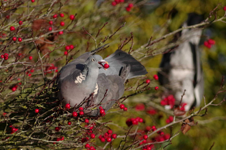 Wood pigeon eating berries from the bare branches of a hedge or tree. The bird has a berry in its beak