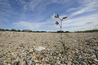 A lone white campion stem stands on a barren land covered in gravel
