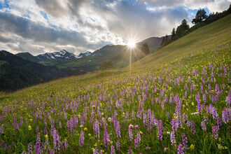 A field of wildflowers in Europe under a sunny sky with tall mountains in the background