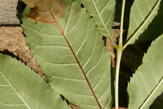 A leaf showing brown area of disease