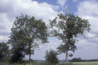 Two large trees with one showing bare branches with a blue and cloudy sky behind