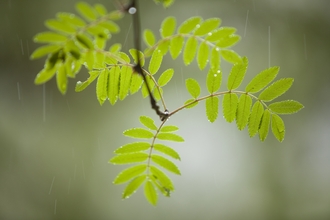 Bright green fine leaves hanging down from a tree