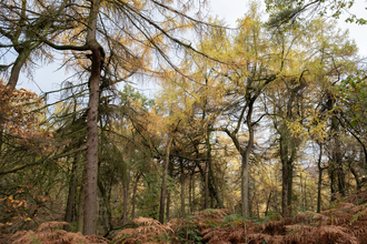A forest of yellow leafed trees over a bracken covered floor