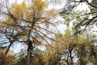 A woodland with a tall thin tree with golden firs