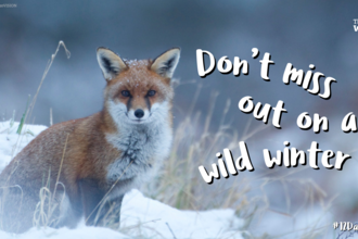 Photo of a fox in the snow. 'Overlaid text reads 'Don't miss out on a wild winter.'