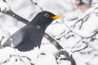 A black bird sits alert from a snow perch